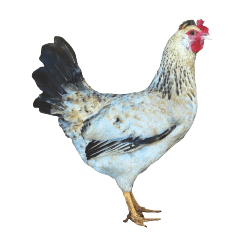 Κότα Dominant BlueShell Sussex BLS 449